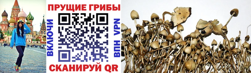 Псилоцибиновые грибы Psilocybe  Ноябрьск 